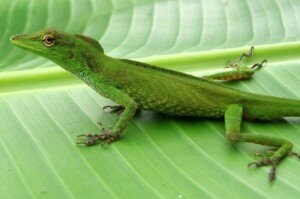 Anolis cuscoensis