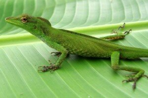 Anolis cuscoensis