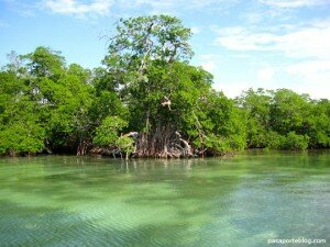 manglar