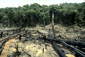 deforestacion1 deforestacion1