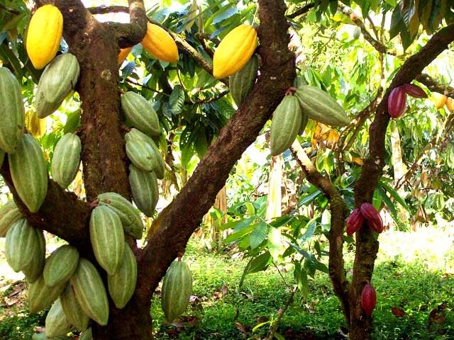cacao_01