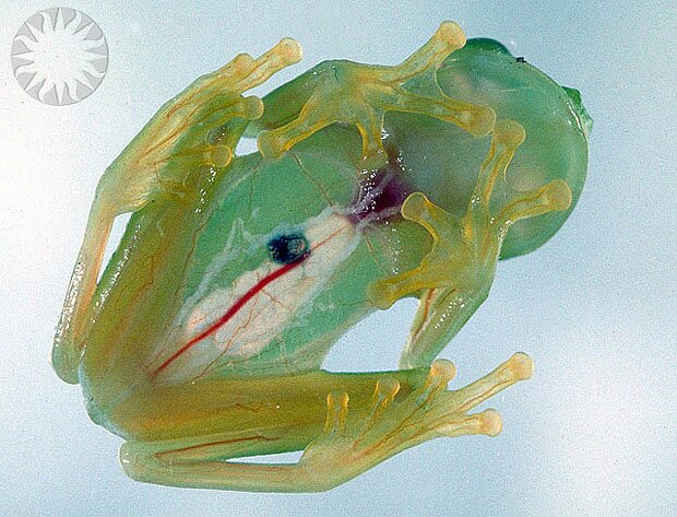 glass-frog