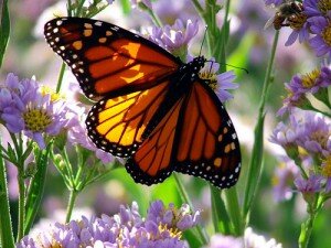 mariposa_monarca-300x225