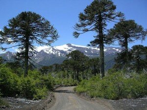 pehuen_body_100308 pehuen_body_100308