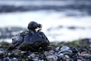 Canal Azul 24 El derrame de crudo en el Golfo de México es una mancha que aún perdura