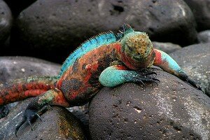 ecuador-galapagos-iguana