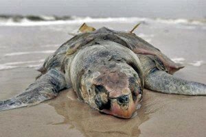 el-salvador-muerte-tortugas