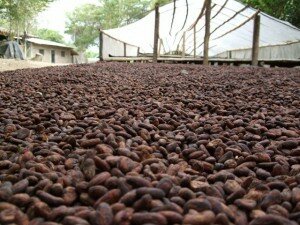 Canal Azul 24 Jamaica Productores de cacao obtienen herramientas para combatir el cambio climático