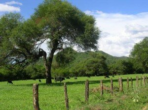 Canal Azul 24 Narcotráfico, otra amenaza al Gran Chaco boliviano