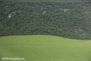 Canal Azul 24 La legalización de la explotación ambiental en Brasil